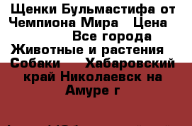 Щенки Бульмастифа от Чемпиона Мира › Цена ­ 1 000 - Все города Животные и растения » Собаки   . Хабаровский край,Николаевск-на-Амуре г.